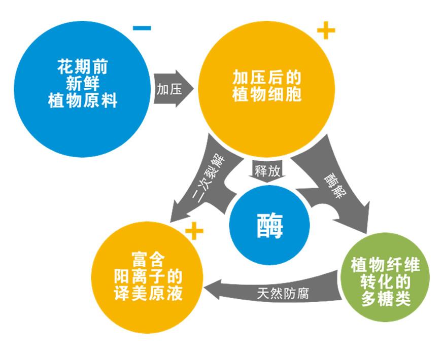 生物酶清洗劑 產(chǎn)品優(yōu)勢及成分解讀 | 消毒衛(wèi)生用品OEM